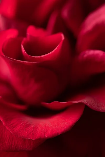 Kara Arkaplan Kırmızı Çiçeği Üzerine Gül, Yüksek Çözünürlük Makro Fotoğrafı Kapat, Yumuşak Taç Simgesi Ayrıntıları, Zarif Şekil