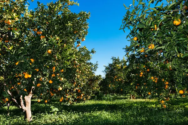 oranges field in Sicily farm, agrumeto