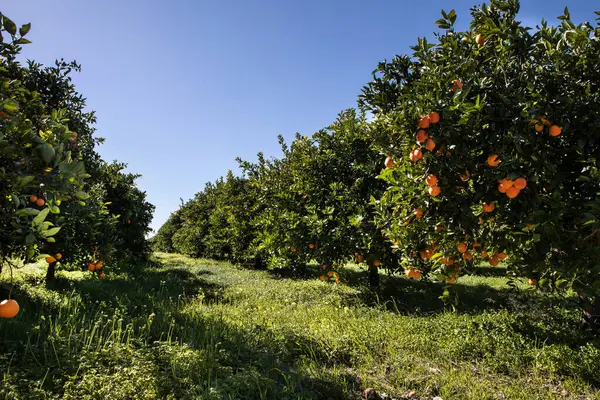 oranges field in Sicily farm, agrumeto