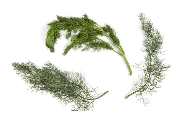 finocchietto selvatico - Foeniculum vulgare - Fennel Şubeleri, Macro Close Up, Top View - Beyaz Arkaplanda İzole Edildi