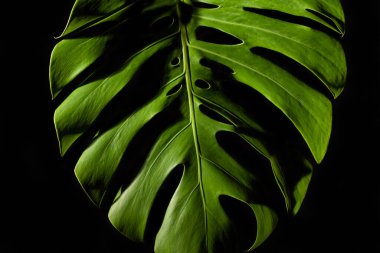 Monstera Deliciosa yaprağı - siyah arkaplanda ayrıntı