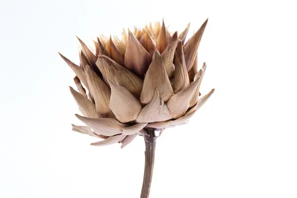 Cynara Cardunculus Scolymus Flower Macro Detail White Background — Stock Photo, Image