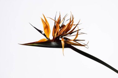 Strelitzia 'nın çiçeği 