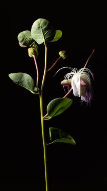 Caper Capparis spinosa aynı zamanda Çakmaktaşlar gülü olarak da adlandırılır, çiçek ve siyah arka planda meyveler ile dal