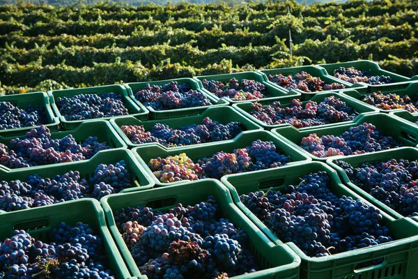 Vineyard Mount Etna Sicily Nerello Cappuccio Wine — Stock Photo, Image