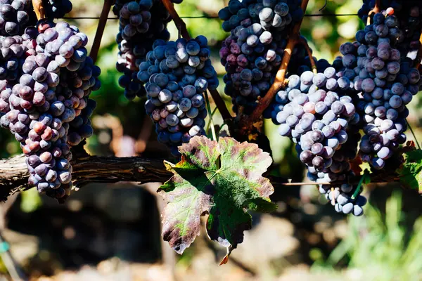 Innhøsting Druer Italiensk Vineyard Mount Etna Sicilia Nerello Cappuccio Vin – stockfoto