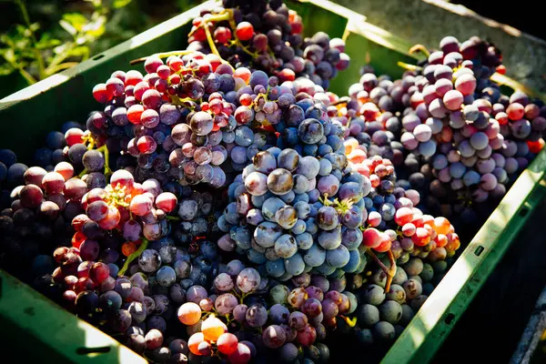 Harvest Grapes Basket Italian Vineyard Mount Etna Sicily Nerello Cappuccio — Stock Photo, Image