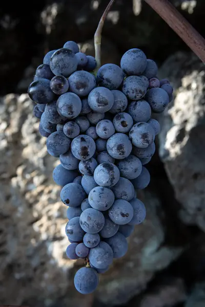 Uvas Fechar Vinha Italiana Monte Etna Sicília Nerello Mascalese Doc Fotografia De Stock