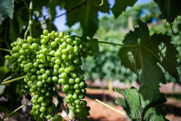 Winorośl Młoda Liśćmi Winnicy Włoskiej Górze Etna Sycylia Doc Wino — Zdjęcie stockowe