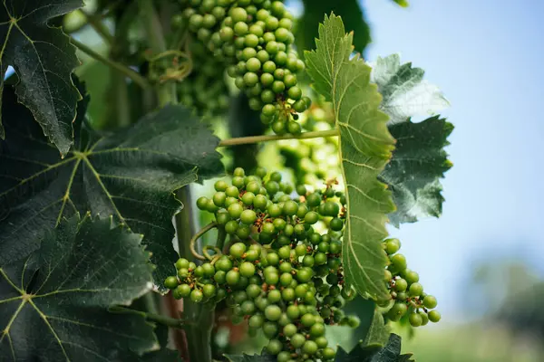 シチリアDocワイン エトナ山の葉イタリアのヴィンヤードとヤンググレープワイン — ストック写真