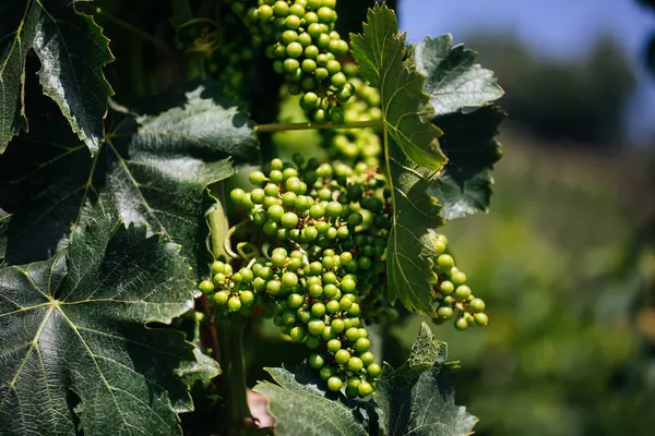 Junge Weinrebe Mit Blättern Italienischer Weinberg Ätna Sizilien Doc Wein — Stockfoto