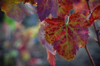 Sonbaharda üzüm bağındaki üzüm bitkisi, şarap sarmaşığının ayrıntıları Etna Sicilya 'dan ayrılıyor.
