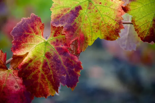 Druivenplant Wijngaard Tijdens Herfst Detail Van Wijndruivenbladeren Etna Sicilië — Stockfoto