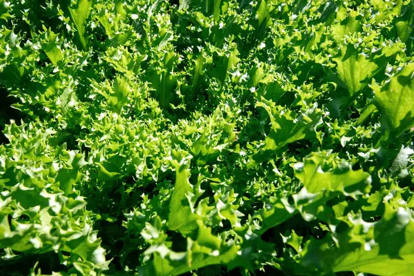 İtalya 'daki Marul Tarım Alanı Lactuca Sativa - Cichorium endivia alanı