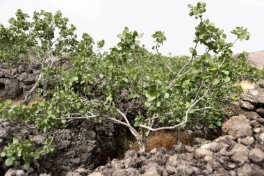 Pistachio trees (Pistacia vera) of Bronte, Mount Etna clipart