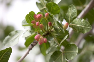 Pistachio trees (Pistacia vera) Matured drupe of Bronte, Mount Etna clipart