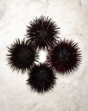 Sea urchin edible, Sea urchins on a marble base clipart