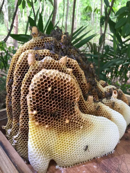 Honeycomb Bee Queen Bee Agriculture — Stock Photo, Image