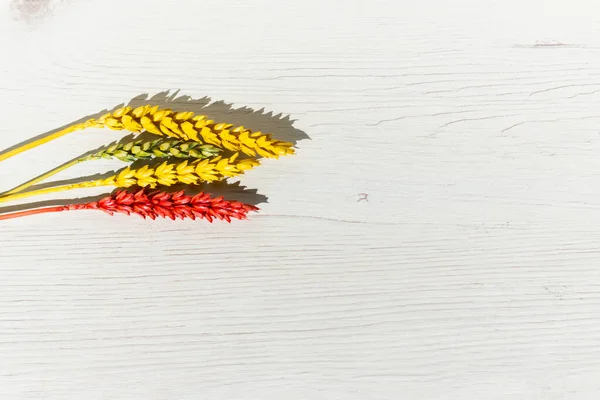 Açık ahşap arka planda buğday renkli kulaklar ve çalışmak için yer