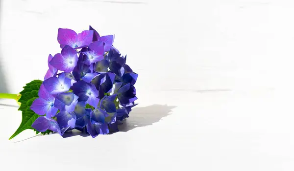 Beyaz ahşap arkaplanda leylak rengi bir çiçek ve çalışmak ya da yazmak için boşluk