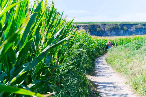 Sahil yolu mısır bitkileriyle çevrili ve arkada insanlar var.