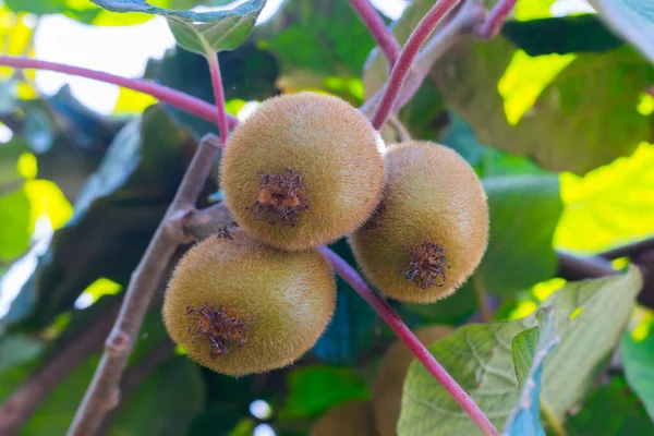 Sarmaşıkta olgunlaşan bir grup kivi 