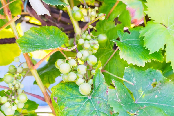 bir bağ içinde üzüm demet