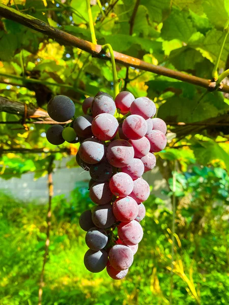 Üzüm bağında bir demet kırmızı üzüm