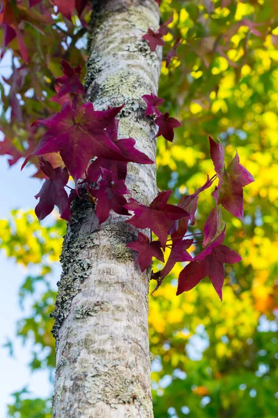 Bir ağacın gövdesinde yetişen kestane yaprakları.