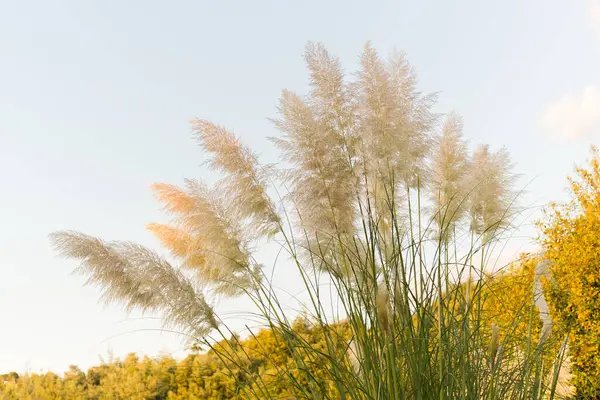 Sarı çiçekli otlar.