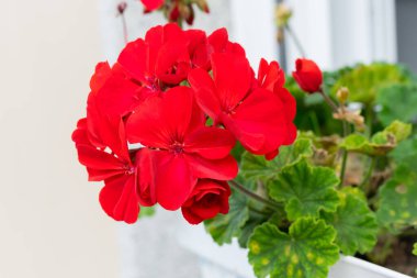 Sardunya çiçeği bir köy evinin pencere eşiğinde.