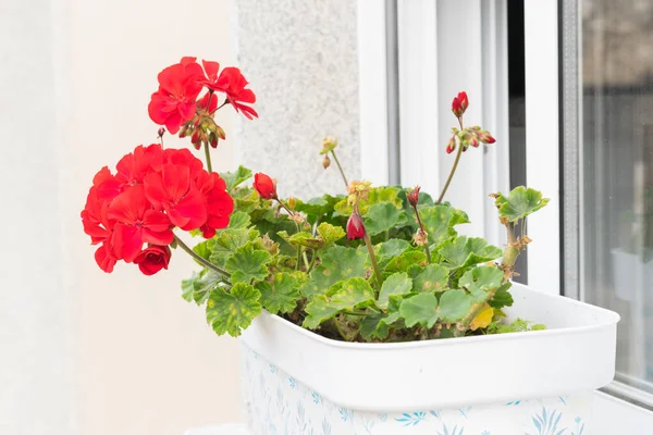 Köydeki bir pencere pervazında saksıda sardunya çiçeği