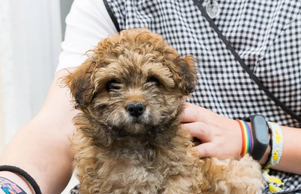 Köy kadınının bacaklarında oturan köpek yavrusu.