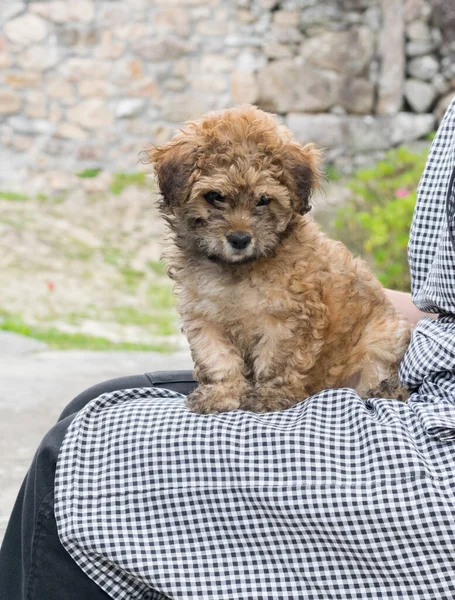Köy evinin avlusunda bir bayanın bacaklarının üzerinde oturan köpek yavrusu.