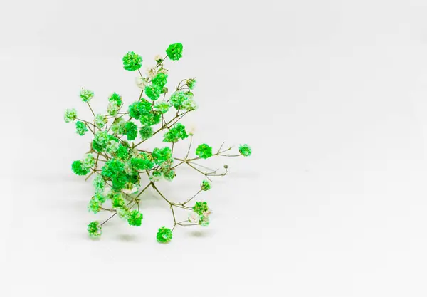 Beyaz arkaplanda kurumuş yeşil çiçekler ve çalışmak için alan