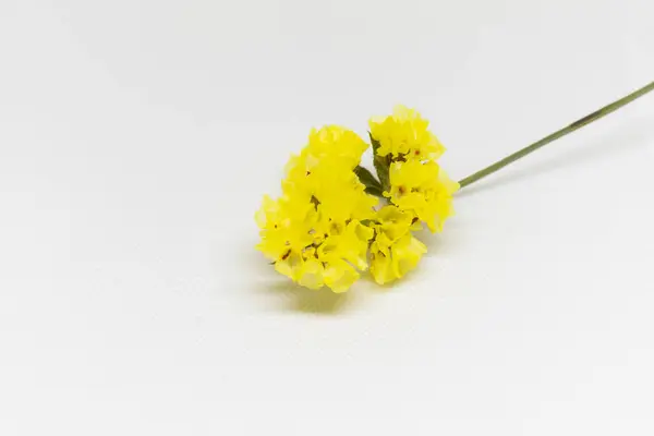 Beyaz arkaplanda sarı çiçek ve çalışmak için yer