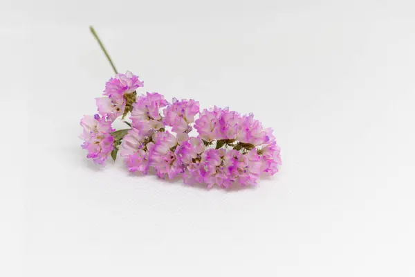 Beyaz arka planda pembe çiçek ve çalışmak için yer