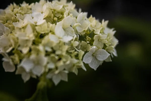 White Flower Garden — Stock Photo, Image