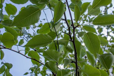 yeşil yaprakları ve dalları üzerinde