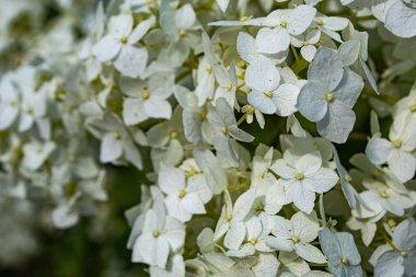 Baharda bahçede beyaz ortanca