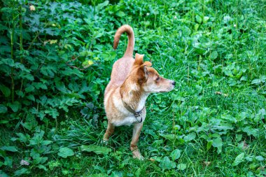 Bahçedeki yeşil çimlerde küçük şirin bir köpek yavrusu