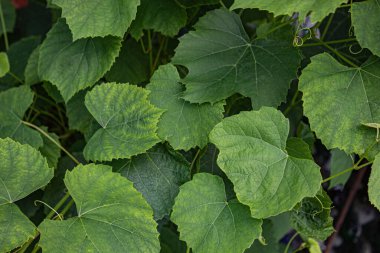 Yeşil üzüm yaprakları, kapatın.