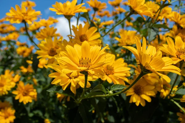 Yaz günü bahçede sarı çiçekler.