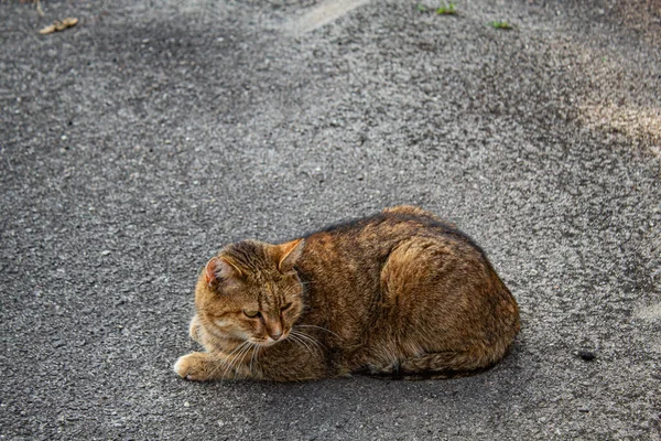 Kočka Asfaltu — Stock fotografie