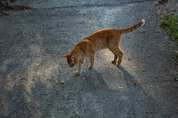 Γάτα Περπατά Στην Αυλή Στην Αυλή Σπίτι Του Χωριού — Φωτογραφία Αρχείου