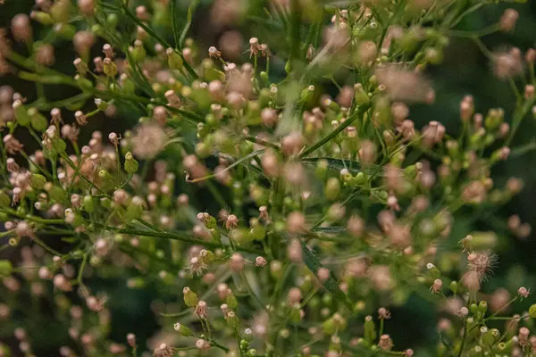 Güzel botanik fotoğrafı, doğal duvar kağıdı.