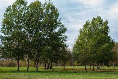 Parktaki güzel ağaçlar