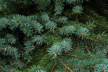Spruce dalları yakın - yakın. Noel ağacı.