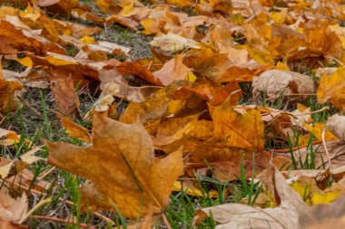 Renkli yapraklar ve düşen sonbahar yaprakları. sonbahar yaprakları arka plan