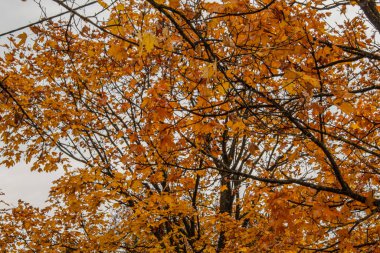 Ağaçta sonbahar yaprakları
